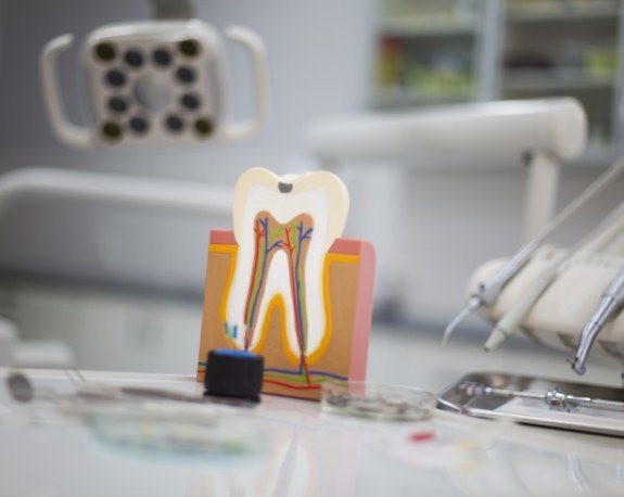 Model of tooth showing the root canals and nerves inside of it